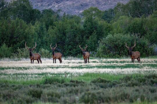 Four bull moose in field