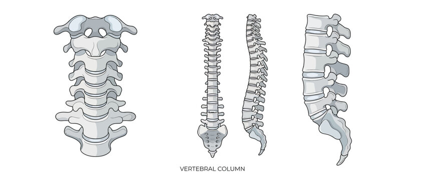 Human Vertebral Column Anatomy Illustration