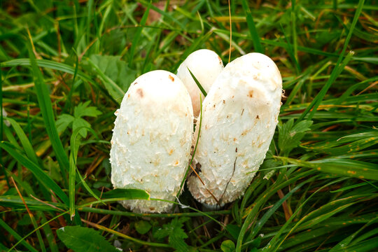 Three young shaggy mane mushrooms (Coprinus comatus), also known as lawyer's wig or shaggy ink cap, growing closely together in a lush green grass field. Natural autumn setting