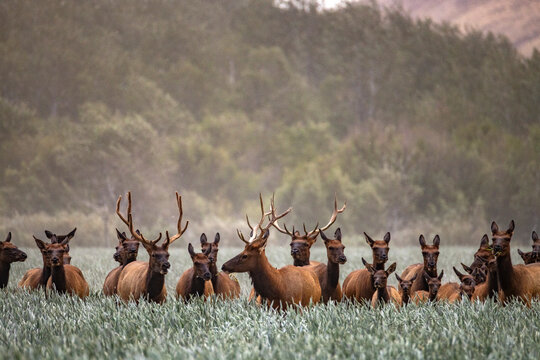 Herd of elk in tall grass