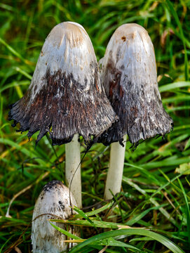 Shaggy ink caps (Coprinus comatus) in the grass. Close-up of two mature wild mushrooms with dark, blurred cap edges in an autumn meadow