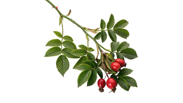 Fresh green wild rosehip plant branch sprig with red berries isolated on transparent background