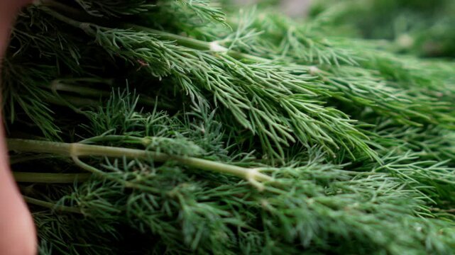 Male chef hand taking a bunch of fresh aromatic green dill (Anethum graveolens) in a kitchen. Macro shot