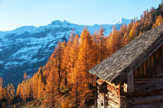 An alpine hut stands among autumn larch trees and snowy mountains