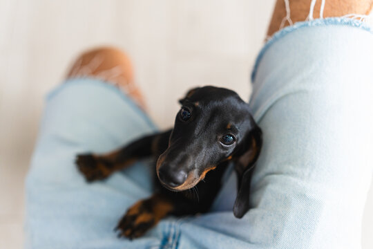 A cute dachshund puppy rests on the lap of a man