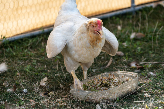Ornamental laying hen, breeds, azur, padovana, pekin bantam, ardennaise, affectionate and gentle, small to medium sized eggs