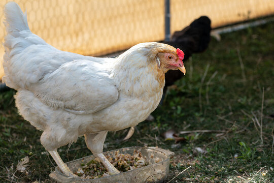 Ornamental laying hen, breeds, azur, padovana, pekin bantam, ardennaise, affectionate and gentle, small to medium sized eggs