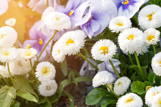 White English daisies or Bellis perennis pomponette with blurred background in the garden.