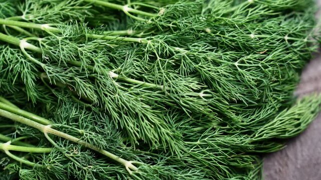 Fresh green dill twigs on wooden table close up. Rotation