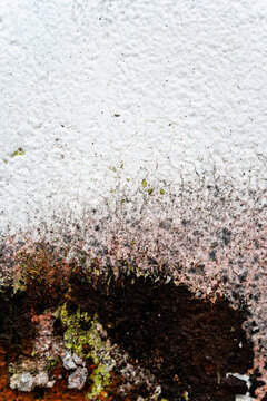 Weathered cracked white painted surface with stains and lichen texture
