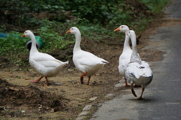 Four white geese walking in a line beside a paved road © Rekentek