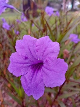 Vertical view of blooming purple Ruellia simplex flower