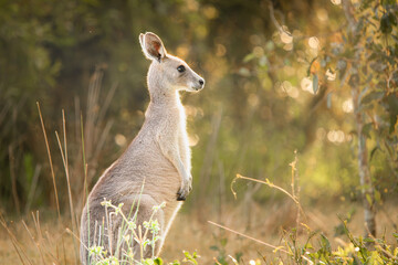 Eastern Grey Kangaroo or Macropus giganteus at Tinchi Tamba Wetlands in Queensland, Australia. © Rob D