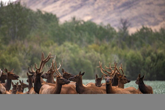 Herd of elk in tall grass