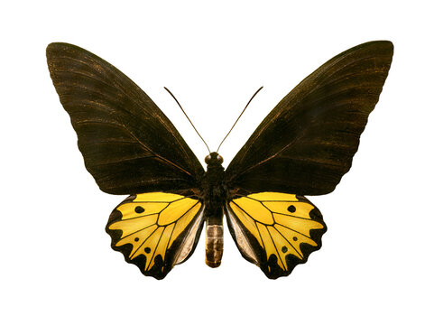 Female golden birdwing butterfly Troides isolated on white background