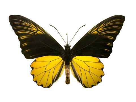Male golden birdwing butterfly Troides isolated on white background