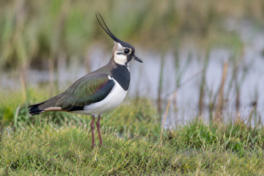 Northern lapwing standing in wet meadow, wildlife and grassland habitat concept