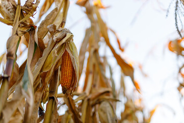 Fototapeta premium Harvested corn ears remaining on stalks against pale sky backdrop