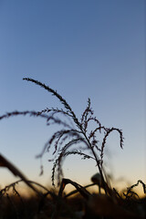 Fototapeta premium Grass seed heads swaying silhouetted against dusk sky