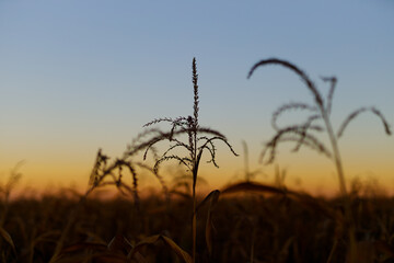Fototapeta premium Single corn tassel standing against twilight sky in field