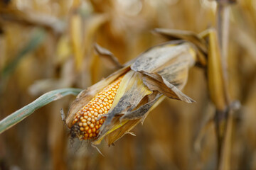 Fototapeta premium Side view of corn ear drying on stalk in harvest field