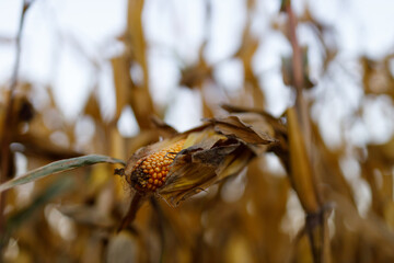 Fototapeta premium Single corn ear drying and exposed among stalks in field