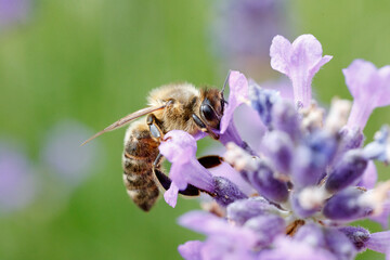Apis mellifera bee pollinating purple lavender flowers in close-up © 2xwilfinger