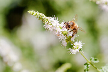 Apis mellifera bee collecting nectar from a flower, close-up © 2xwilfinger