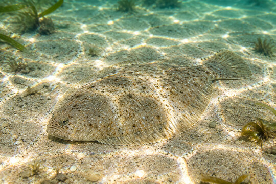A single plaice fish resting on a sandy seabed in shallow, sun-dappled water.