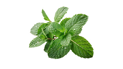 Bunch of fresh green mint leaves macro detail aromatic herb isolated on transparent background © Raya Richards
