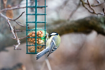 Great Tit (Parus major) at a garden bird feeder in winter. © 2xwilfinger