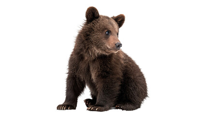 Small wild young brown grizzly bear cub sitting full body isolated on transparent background © Imogen