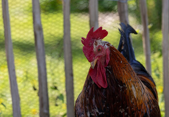 Rooster standing in farmyard showing red comb and wattle © Karina