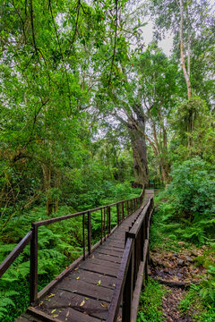 800 year old Woodville Big Tree, Outeniqua forest, South Africa