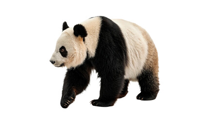 Beautiful giant panda walking on all fours, isolated on transparent background. © Samuel Sutton