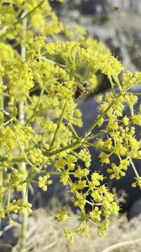 The Secret Life of Mountain Meadows: Honeybees Foraging on Ferula Flower Clusters