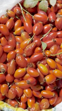 Nature's Vitamin C: Gathering Ripe Wild Rosehips Straight from Mountain Bushes in Autumn