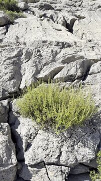 Unveiling the Secrets of Wild Mountain Thyme: Nature's Hidden Medicinal Treasure