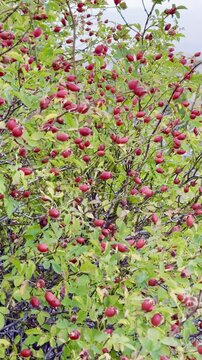 Capturing Vibrant Wild Rosehips Growing Naturally on Thorny Branches Deep Within Remote Mountain Landscapes