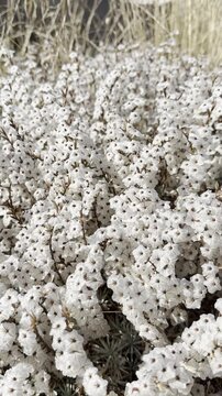 Exploring the Fascinating World of the Resilient Mountain Cushion Plant in the High Alpine Wilderness