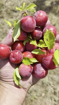 Harvesting Fresh Wild Red Mountain Plums Directly From Nature During an Outdoor Foraging Adventure in the Highlands