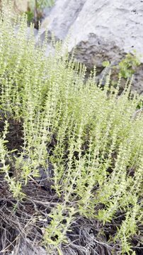 From High Altitude Slopes to Your Cup: The Ultimate Guide to Foraging Wild Thyme