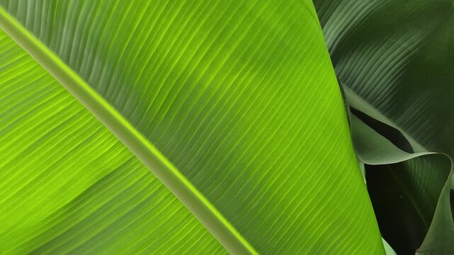 ​Macro detail of vibrant green banana leaves showcasing natural parallel vein patterns and fine surface texture, perfect for tropical backgrounds and botanical designs.