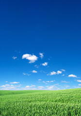 Fototapeta premium field of grass and perfect sky