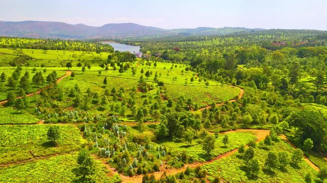 Aerial view across patterned tea fields and scattered trees in Malawi, with rolling slopes, distant water and hills along the horizon.