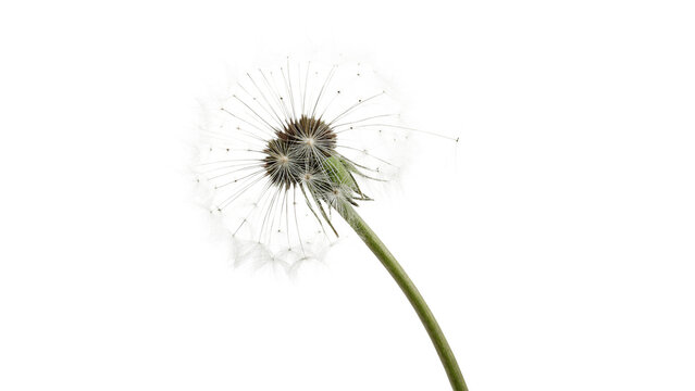Single delicate white dandelion fluff seed head bloom isolated on transparent background