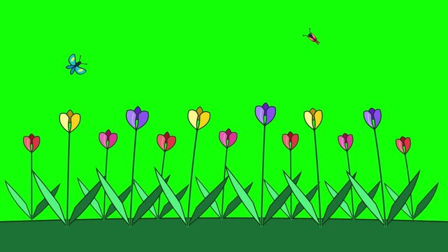 Rows of multi-colored animated tulips with small butterflies fluttering above on a solid bright green background. Ideal for children educational videos and nature-themed animations.