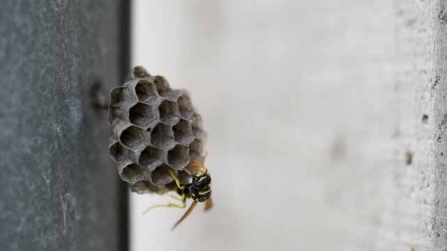One wasp walk over small nest close up, nest in located on downpipe neat to concrete wall
