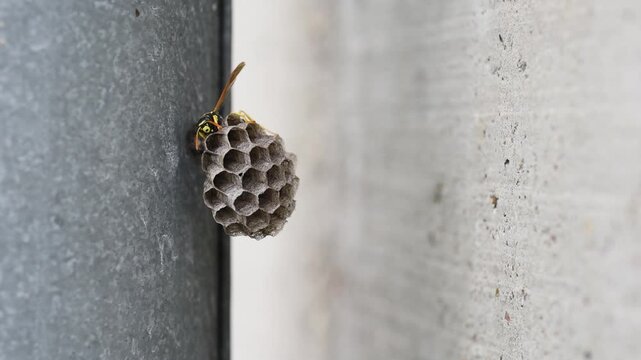 One wasp on small nest close up, nest in located on downpipe neat to concrete wall
