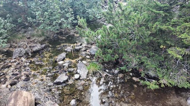 Clear Mountain Stream Flowing Over Stony Bed In Coniferous Forest In Slow Motion